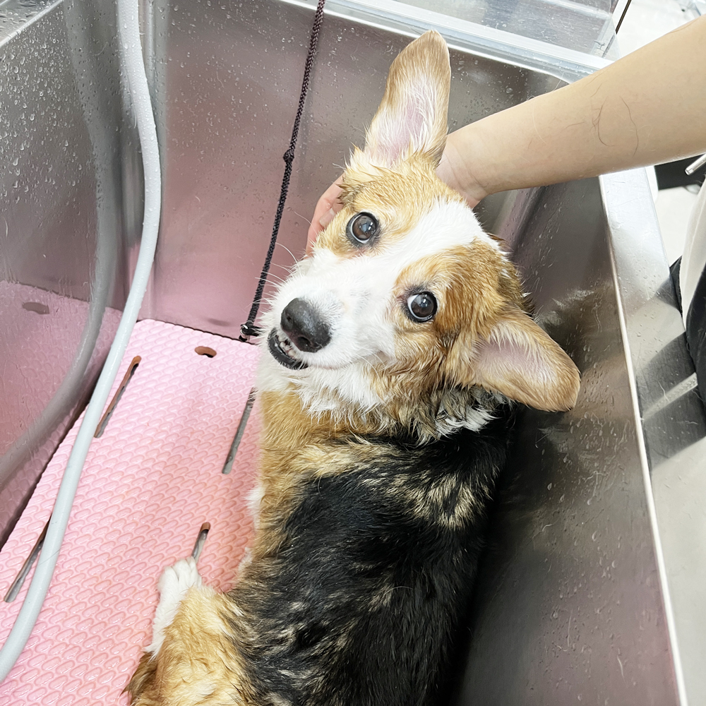お客様の愛犬をトリミング！①